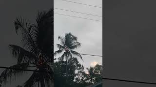 Download lagu detik detik saat pohon kelapa disambar petir #petir#kelapa#shorts#videoshort#subscribe mp3 Download lagu detik detik saat pohon kelapa disambar petir #petir#kelapa#shorts#videoshort#subscribe mp3