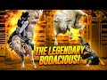 Bodacious Uncover The Untold Story Of A Legendary Bull