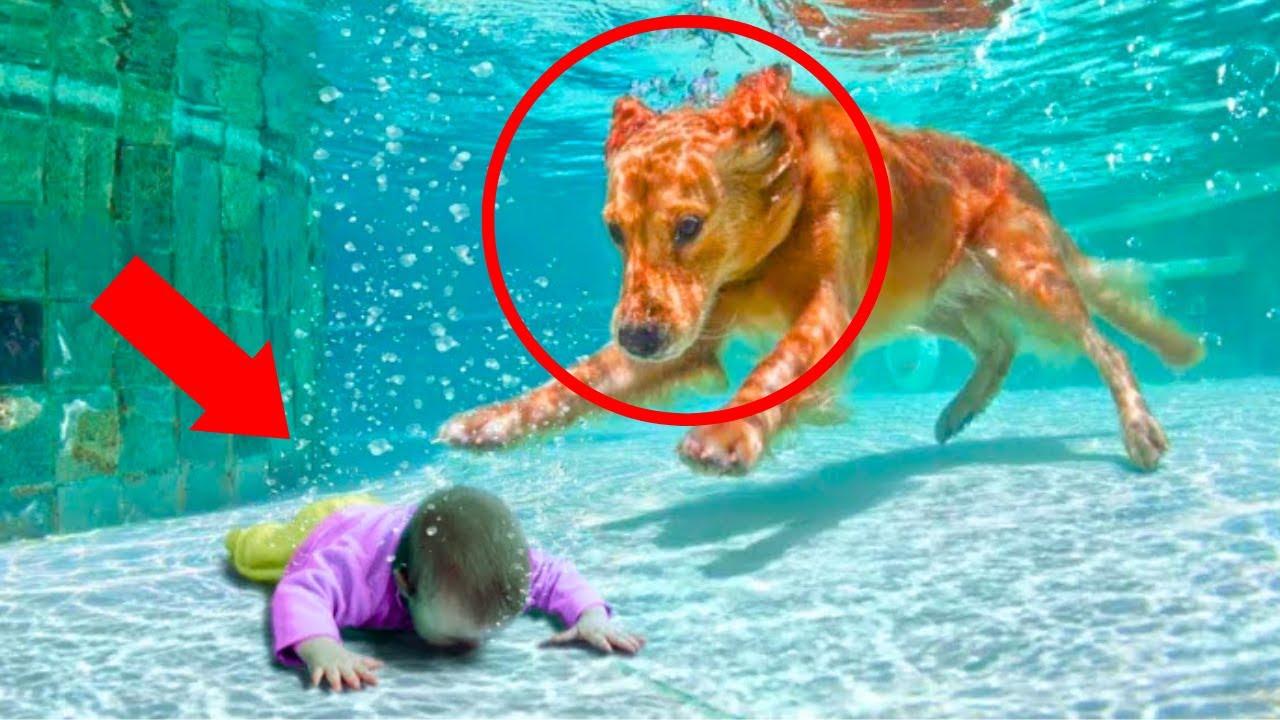 YouTube Thumbnail Downloader FULL HQ IMAGE