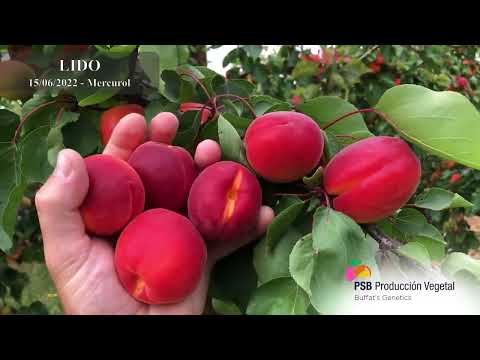 PSB LIDO | BETA FİDAN