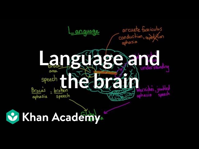 Video Pronunciation of broca in English