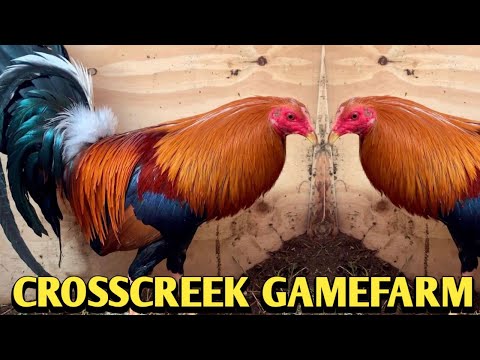 Yellow leg hatch Sweater Roundhead - CROSSCREEK FARM