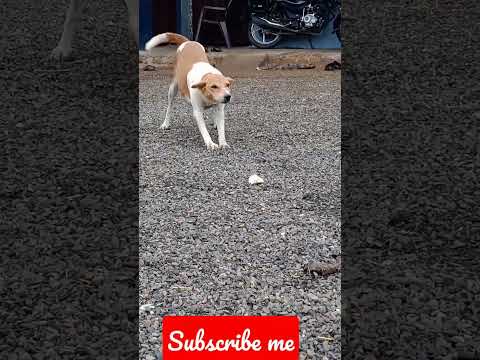 #short  my dog 💯 kalike me subscribe me plis🙏🙏🙏