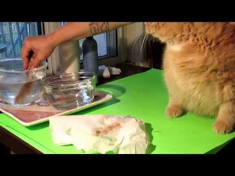 How to remove flea's/egg's from your cat safely and simple
