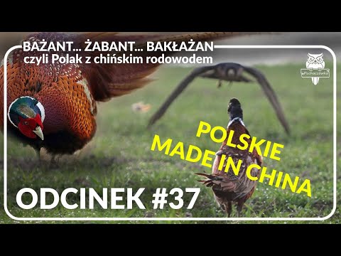 Odcinek #37 - Bażant czyli Polak z chińskim rodowodem