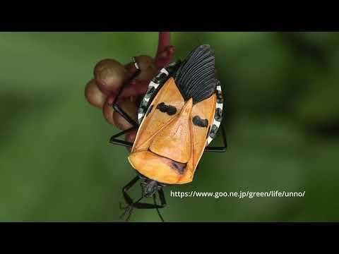 ジンメンカメムシの化粧直し