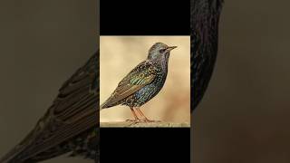 Download lagu “Burung-burung Kecil dengan Perilaku yang Mengejutkan Tak Kenal Takut dan Mematikan”💀#vairalshort #viralvideo #subscribe mp3