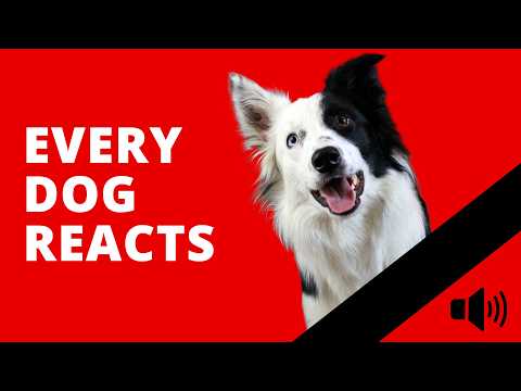 10 Sounds That Make Every Dog React Immediately