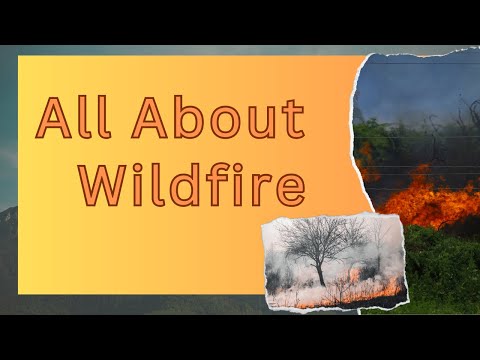 All About Wildfire: Causes, Effects and Prevention