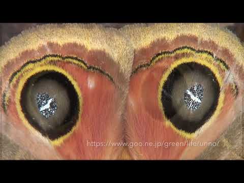 メダマヤママユの目玉模様 False eye spot of Automeris moth