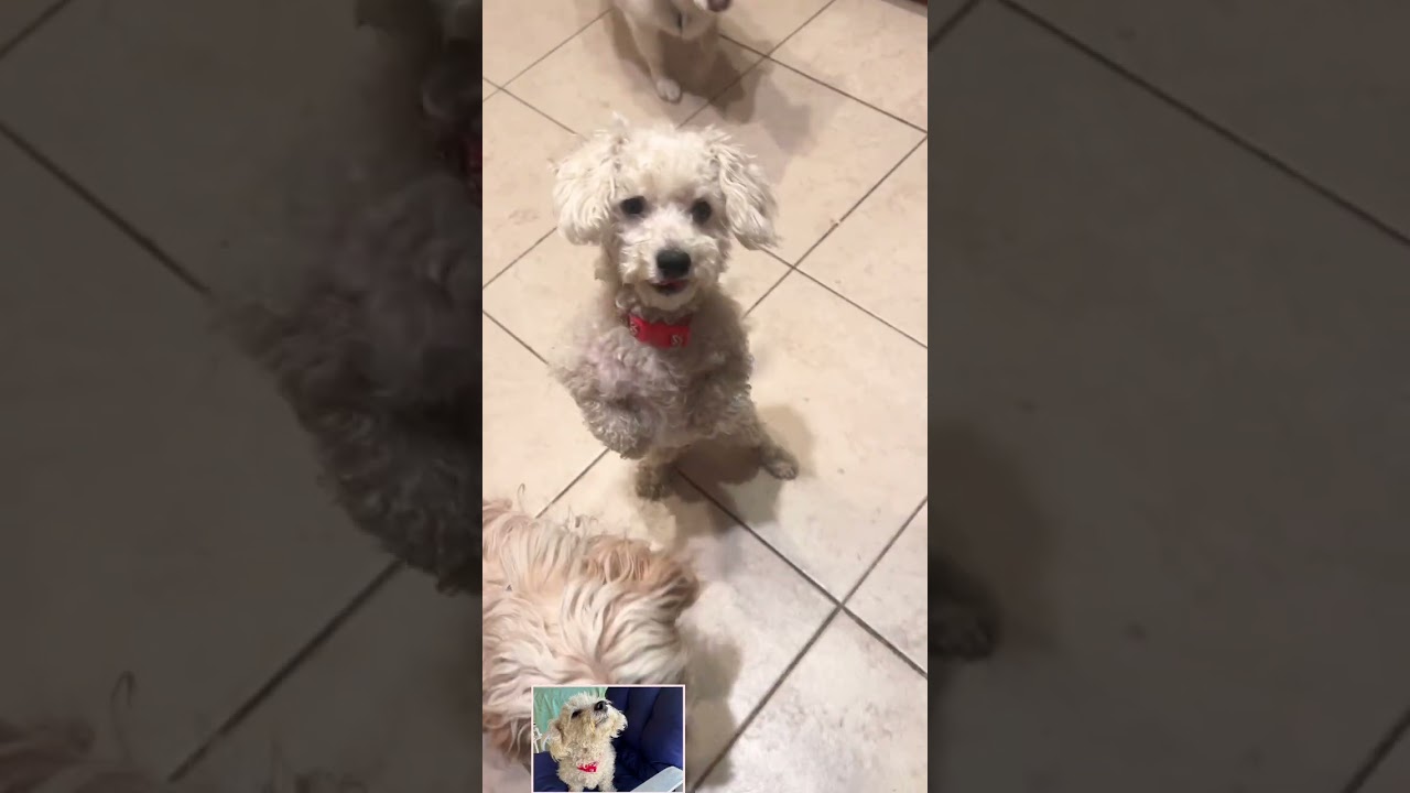 Dakota, a ADOPTABLE Poodle (Toy) in Pomona, CA video 3/3