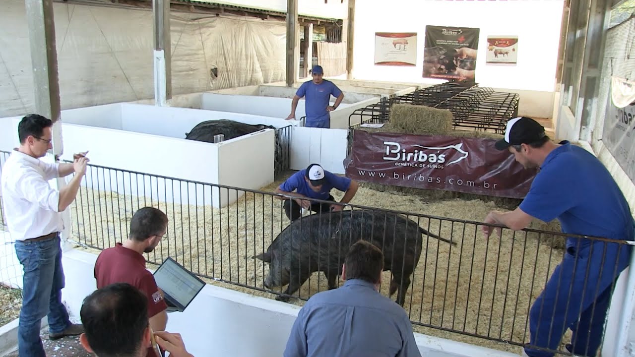 Pesquisadores da Embrapa e UFPR contribuem com o avanço genético de porcos moura