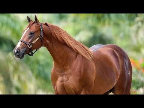TOP 10 CAVALOS BONITOS DA RAÇA QUARTO DE MILHA