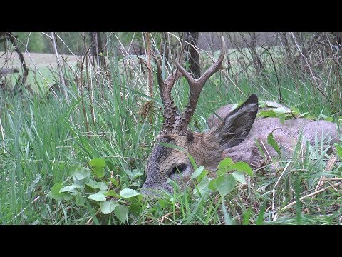 Reichlich Beute - Böcke und Sau auf der Abendpirsch erlegt!