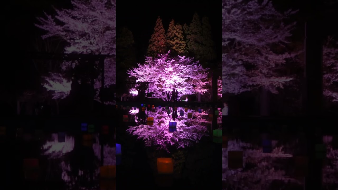 福岡の入場無料の穴場夜桜ライトアップがすごい￼