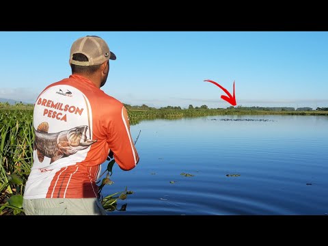 download lagu mp3 mp4 Cardume, download lagu Cardume gratis, unduh video klip Cardume