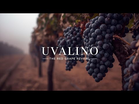 Uvalino Grape – The Forgotten Piedmont Red Grape Reborn Through Slow Wine Culture