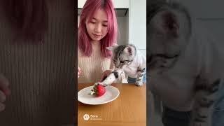 イチゴを食べる猫