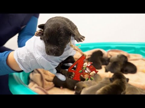 Alicia Silverstone Helps Rescue Pregnant Dog Named Noel From Kill Shelter