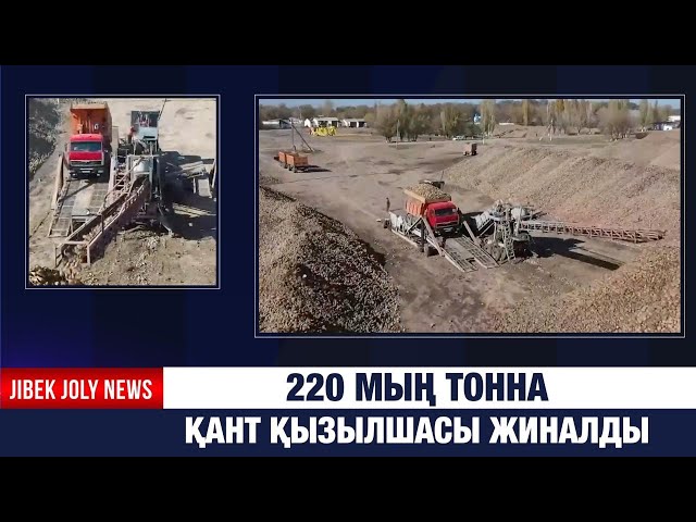 220 мың тонна қант қызылшасы жиналды