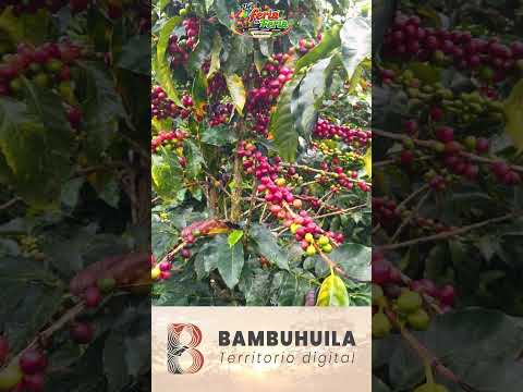 ☕🇨🇴 ¡Desde Piendamó, Cauca, para conquistar a Colombia! | Café Villa Jeyca 🤎 De feria en feria