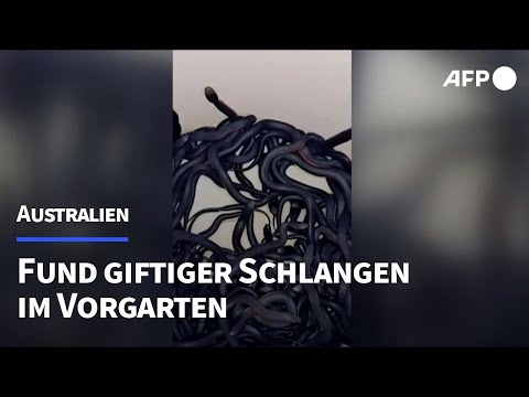 102 Giftschlangen in Garten bei Sydney entdeckt | AFP