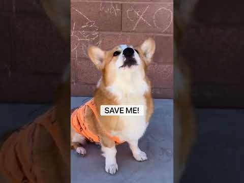 KIDS IN ACTION MOVIES! #dog #fail