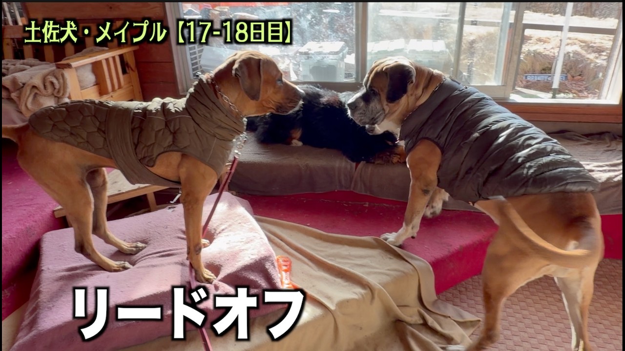 お部屋の中でリード離してみた【土佐犬17 18日目】