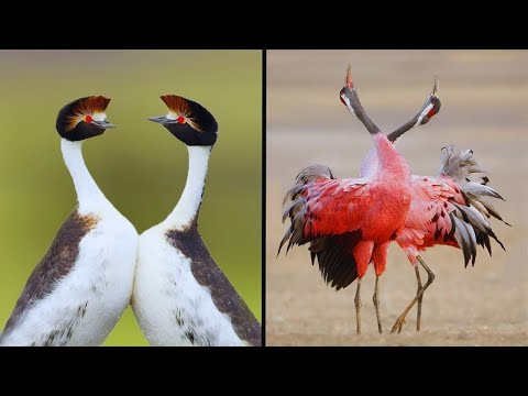 25 BIRDS WITH THE BEST MATING DANCES IN THE WORLD!