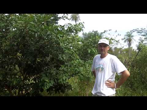 897 0759 Inga leguminose 2 jahre