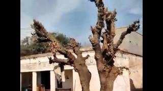 NO MORE SONGS       PHIL OCHS