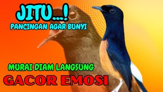 Download lagu pancingan murai batu AGAR BUNYI jitu untuk JADIKAN murai batu GACOR EMOSI❗ mp3 Download lagu pancingan murai batu AGAR BUNYI jitu untuk JADIKAN murai batu GACOR EMOSI❗ mp3