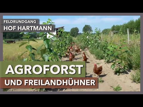 Free-range chickens in agroforestry - establishment, maintenance, benefits | Hartmann Farm | Fiel...