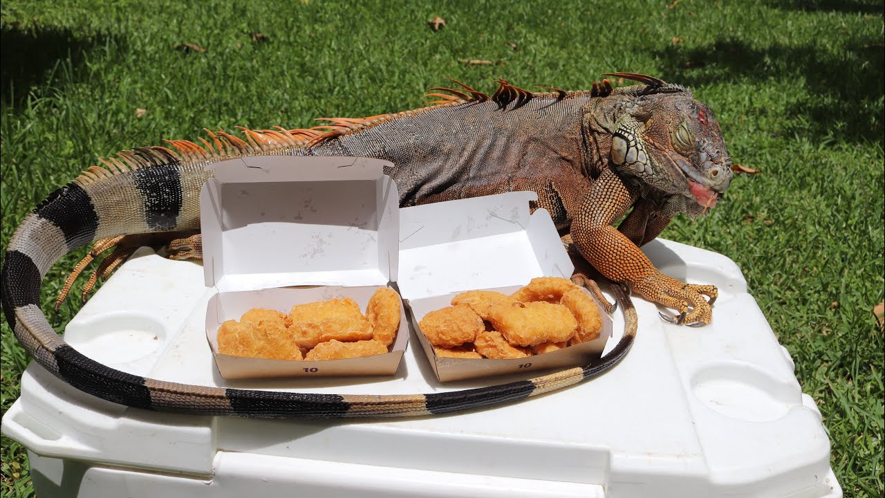 CATCH AND COOK: IGUANA MCNUGGETS!