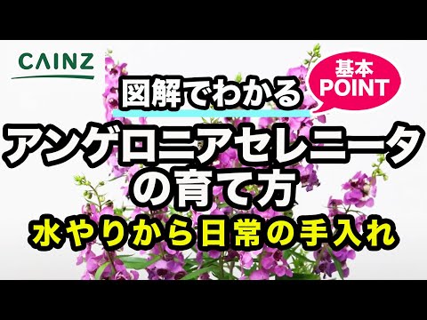ラベンダーの世話をするための実用的なシート:開花、剪定、メンテナンス!  庭園