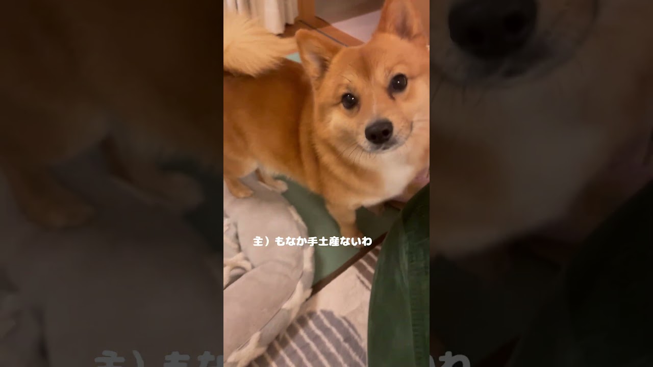 土産なくてキレるポメ柴