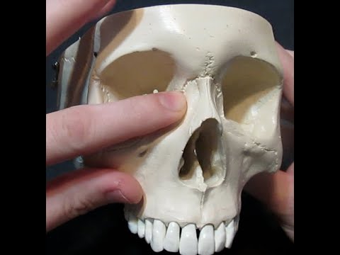 Identification of Bony Landmarks - Maxilla Bone (Skull)