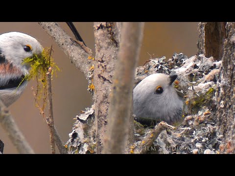 Mito (Aegithalos caudatus) Myth