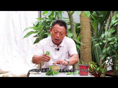 青葉碧玉風水