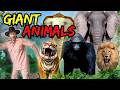 Giant Animal Compilation With Explorer Riley Interactive Animal Stories Kids Adventure Stories