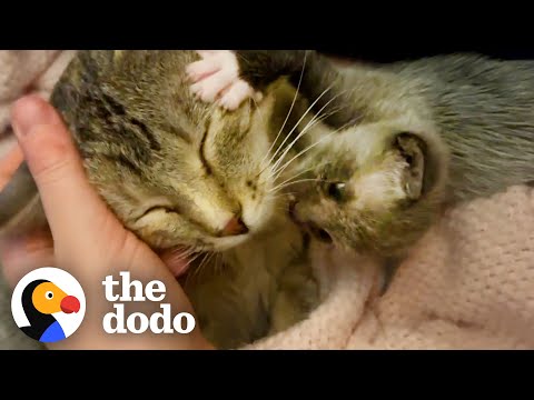 Kitten Left Without a Home is Adopted by One Special Momma | The Dodo Little But Fierce