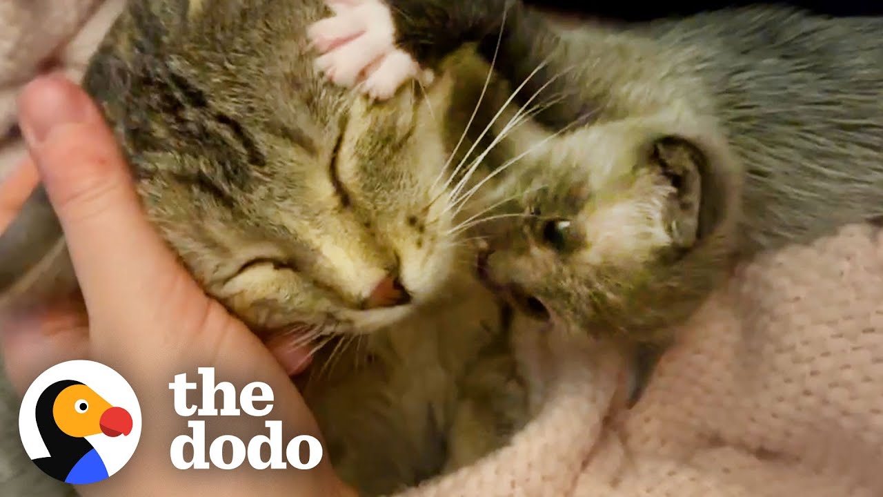 Kitten Left Without a Home is Adopted by One Special Momma | The Dodo Little But Fierce