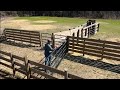 Perfect system for working a small herd of cattle. The Bud Box