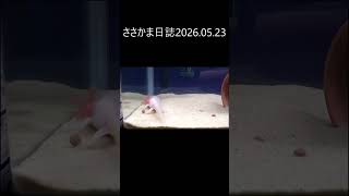 ささかま日誌2026.05.23 #ウーパールーパー