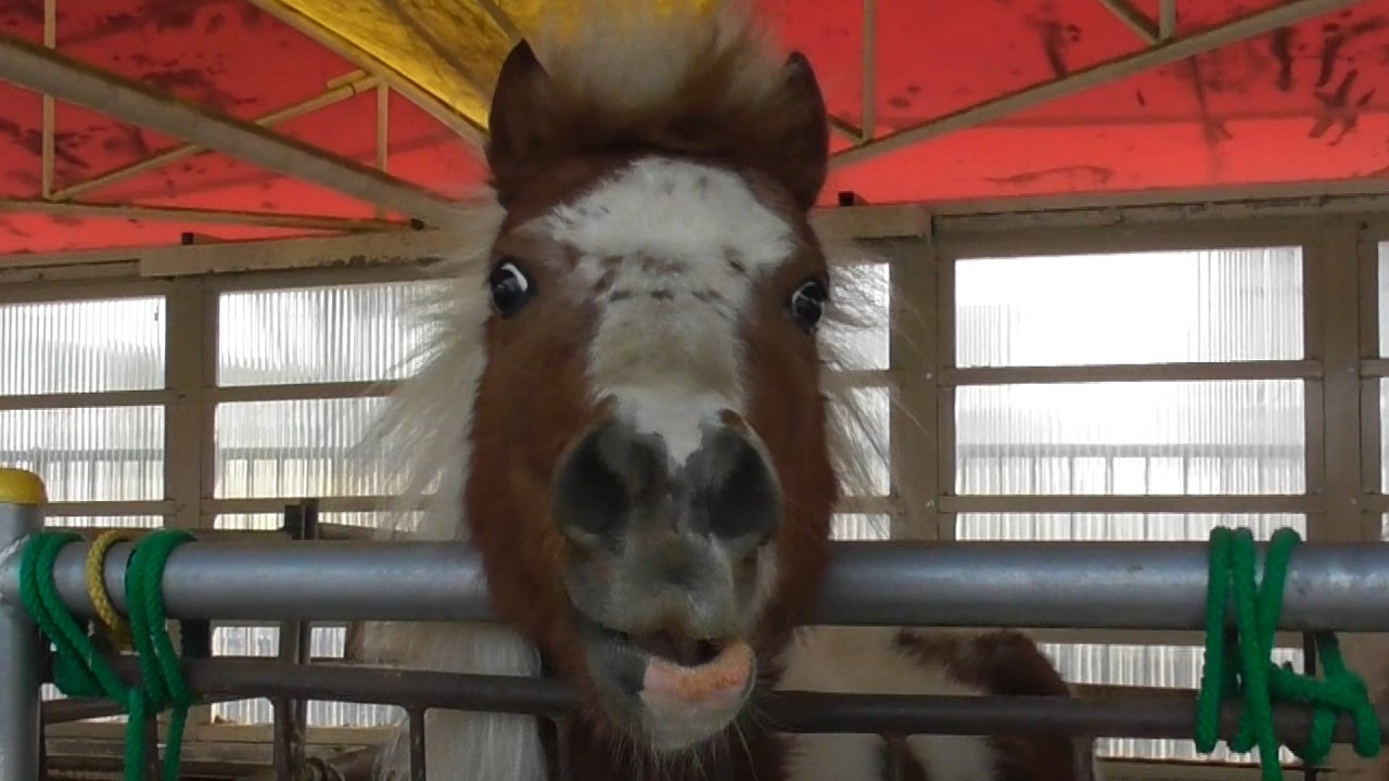 ばんえい十勝に行ってきました。入場無料。ふれあい動物園。2026日3月22日、ばんえい記念。
