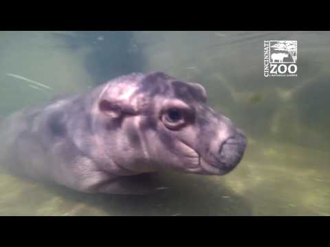 Premature Baby Hippo Fiona Adult Pool GoPro - Cincinnati Zoo