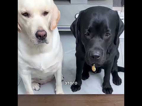 История о двух собаках, которая тронет сердце 😢