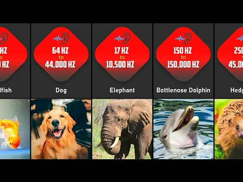 Frequency Hearing Ranges Of Animals | Hearing Ranges Comparison