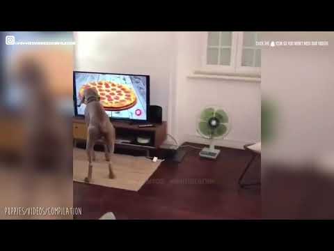 Cute and Funny Dog Moments