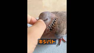 動物にも母性愛はあるのだろうか？ #自然 #動物プロダクション #特有種 #動物 #癒し #animals